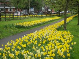 Daffodils in full bloom in Shaw 